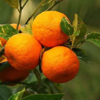 Ekstrakt z liści gorzkiej pomarańczy (Citrus aurantium)