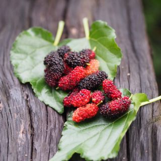 Ekstrakt z liści morwy białej (Morus alba L.)